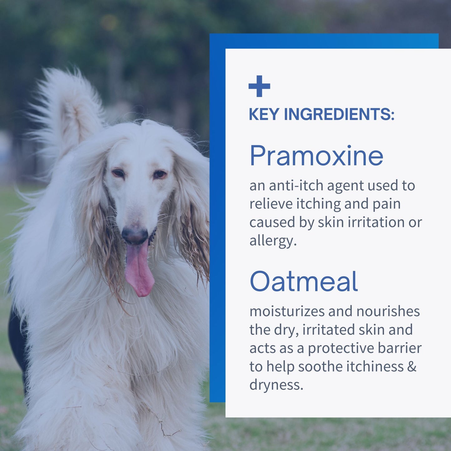 Pramoxine Shampoo for Dogs & Cats - 16oz