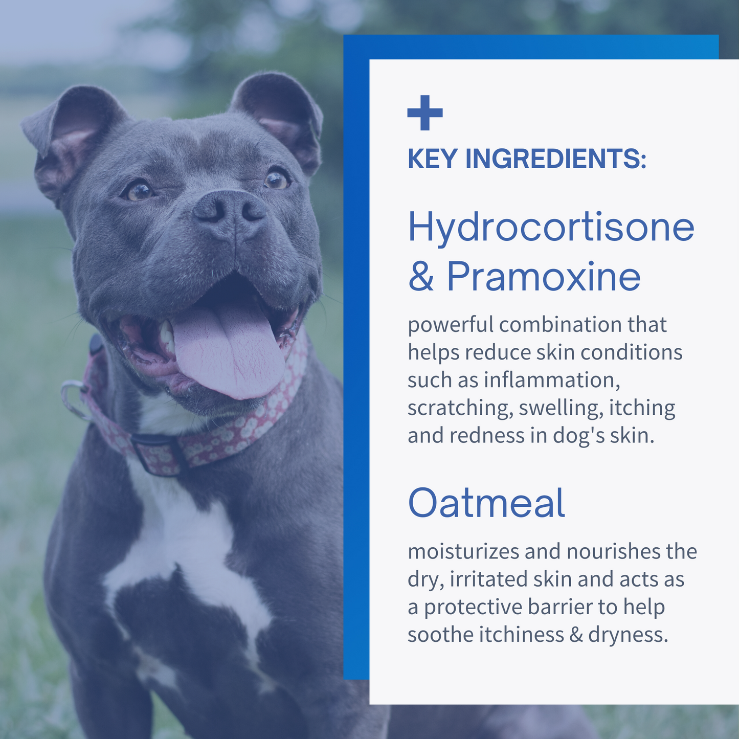 Hydrocortisone & Pramoxine Spray for Dogs & Cats - 4oz